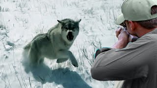 Decisive Confrontations Part 6 The hunter (lion, wolf, tiger, buffalo, moose)