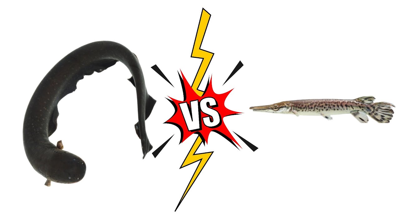 Electric Eel vs Alligator Gar YouTube