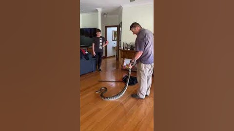 Carpet python from a loungeroom #snake #python #shorts #snakecatcher