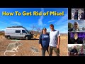 Join us and our Nomadic Guests on how we deal with MICE in our traveling tiny homes!!