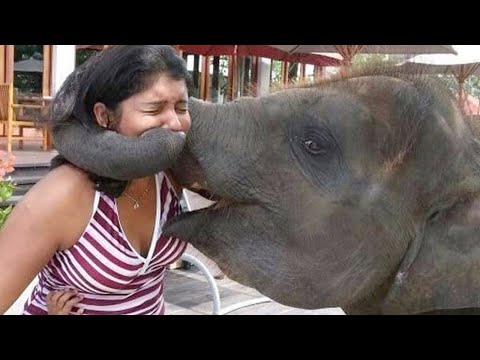 JUST LAUGH and FORGET PROBLEMS - Hilarious ANIMALS