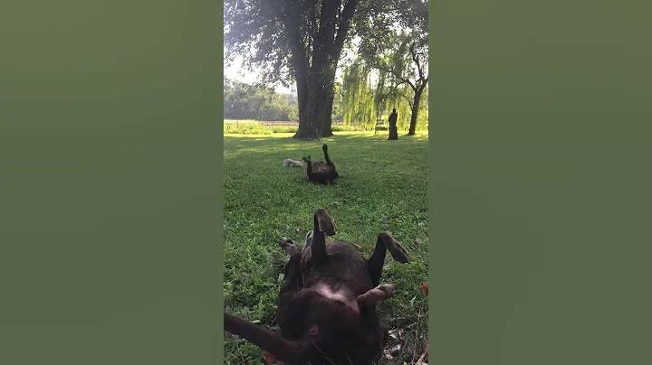 Back scratches