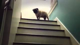 Мопс поднимается по лестнице / funny pug video