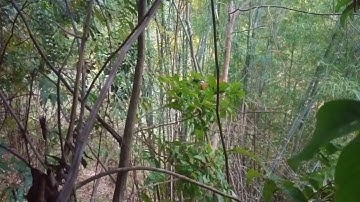 dib qaib qus tuaj ceev heev 14.12.2025