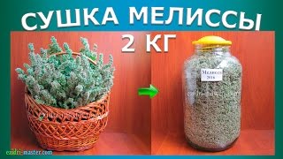 видео Мелисса – мятный ветерок …