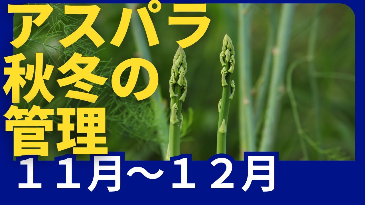 アスパラの秋の管理
