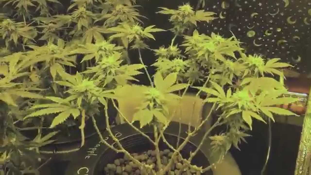 Vanilla Kush Flower week 7
