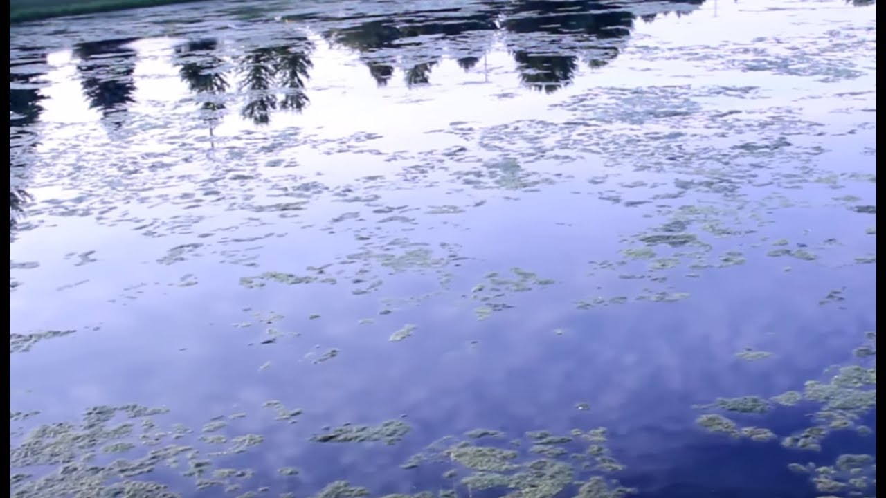 Bass Fishing the Unfishable Green Slime!!! (Plainfield, IL) YouTube