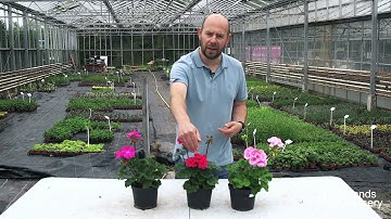 EP62 - How to dead head Geraniums #5MINUTEFRIDAY