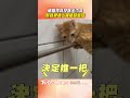 橘貓秀特技「跳毛巾架」!　「緊抓桿」硬上模樣超彆扭｜TVBS新聞@TVBSNEWS01