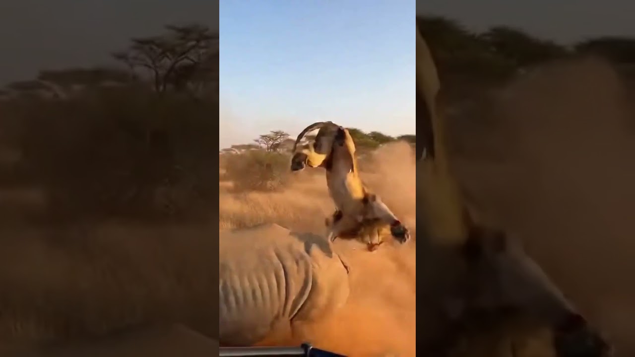 Rhino Launches Lion into the Air with Powerful Horn Charge! 🦏🦁