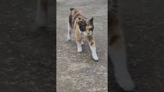 Good Morning Pawollowers