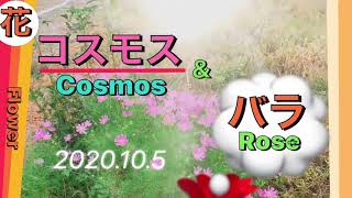【コスモス＆バラ】Cosmos＆Rose,코스모스&장미(2020.10.5)