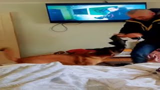 Belgian Malinois Fight With Black Bin Bag In Bedroom .