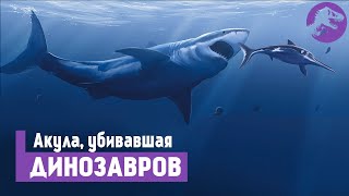 Кретоксирина - Круче Чем Мегалодон. Скоростная Акула Гинсу