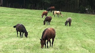 FoxPipe Farm  Hay and Pastures for Horses