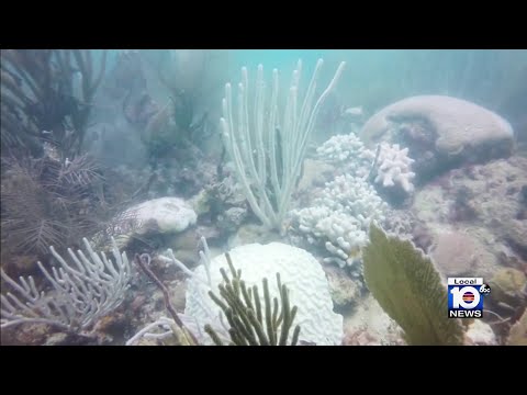 Extreme heat impacting South Florida could spell disaster for Biscayne Bay, local coral reefs