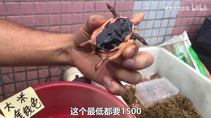 佛山顺德乌龟市场，地摊上的金钱龟16800块钱！变异巴西龟3万块钱？值得入手吗？ - 天天要闻