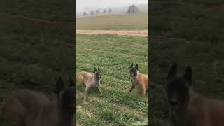 Dogsamazing Dogs And Their Achievements Superb Dogs