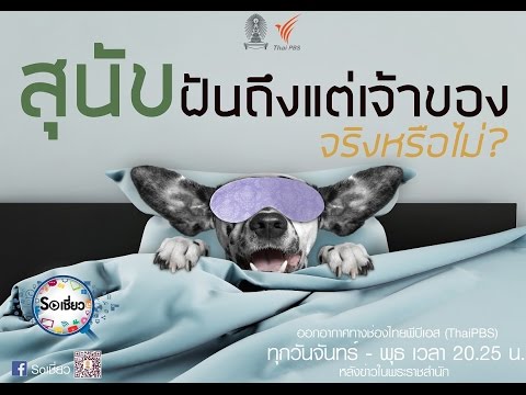 วีดีโอ: สุนัขฝันหรือไม่?