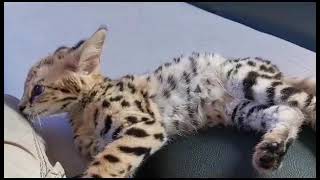 F1 Savannah Kitten HP plays well with big dog and domestic cat