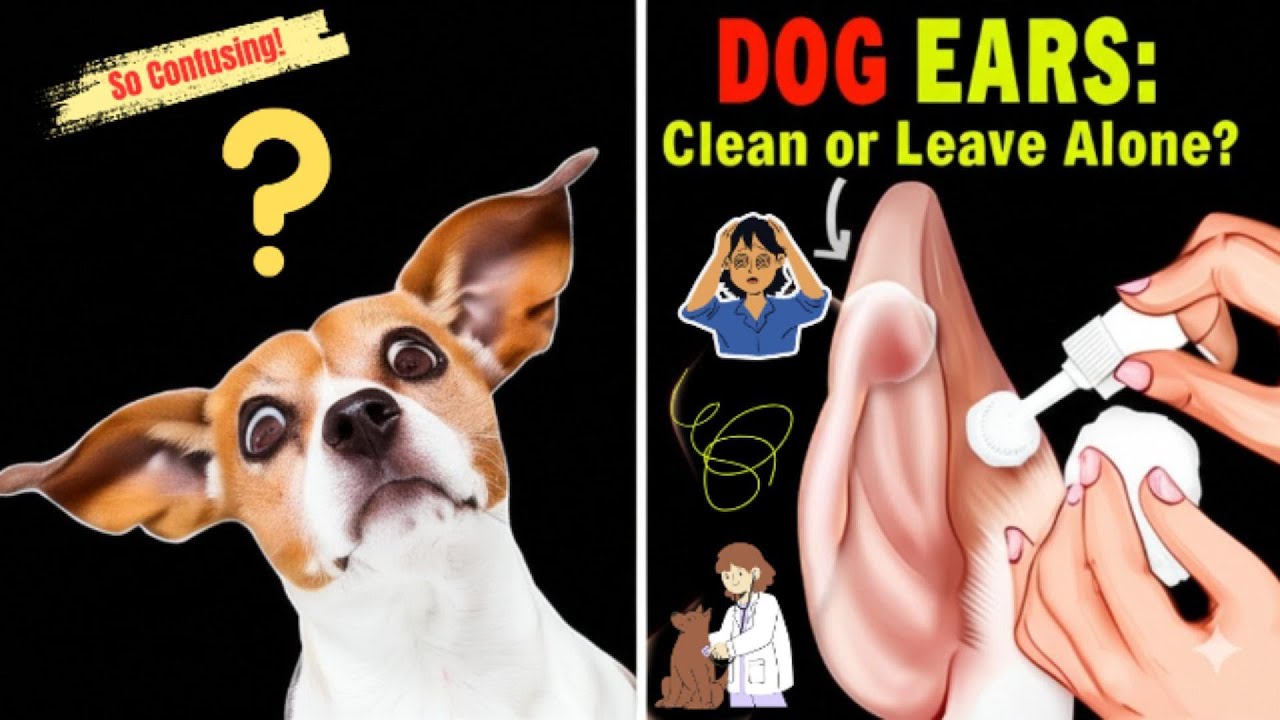 Stop Guessing! Do Dogs REALLY Need Ear Cleaning? (Vet Secrets & Safe Methods)