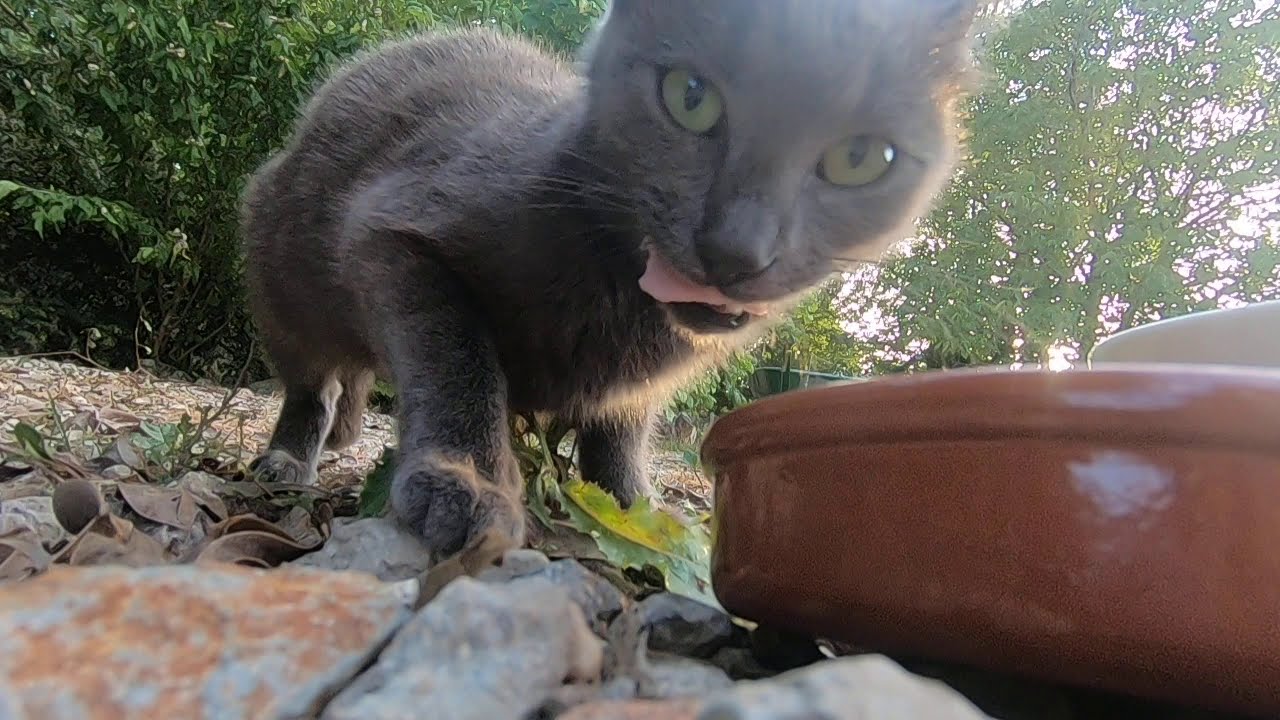 french wild cat feeding.
