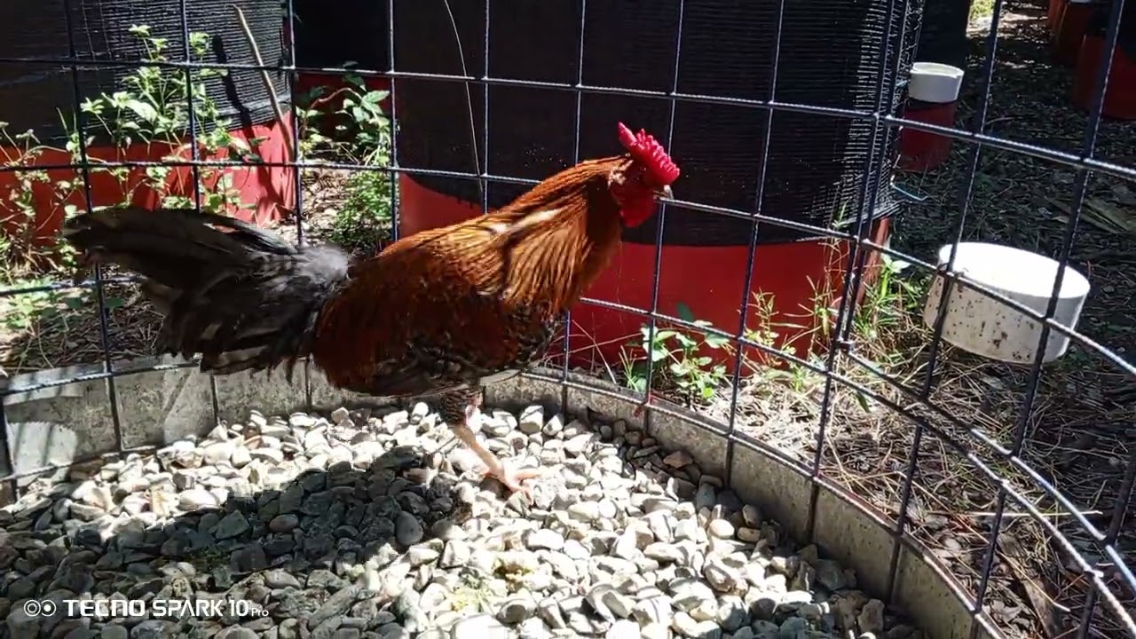 Te interesan llámame 809 424 2174