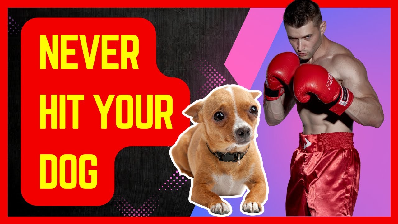 Why You Should Never Hit Your Dog: Understanding Canine Behavior - YouTube