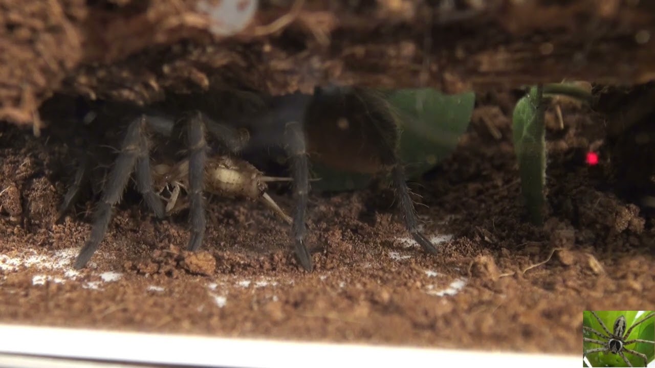 Colombian Dwarf Blue Tarantula Eating a Cricket aka Colombian blue bottle (Pseudhapalopus sp Blue)