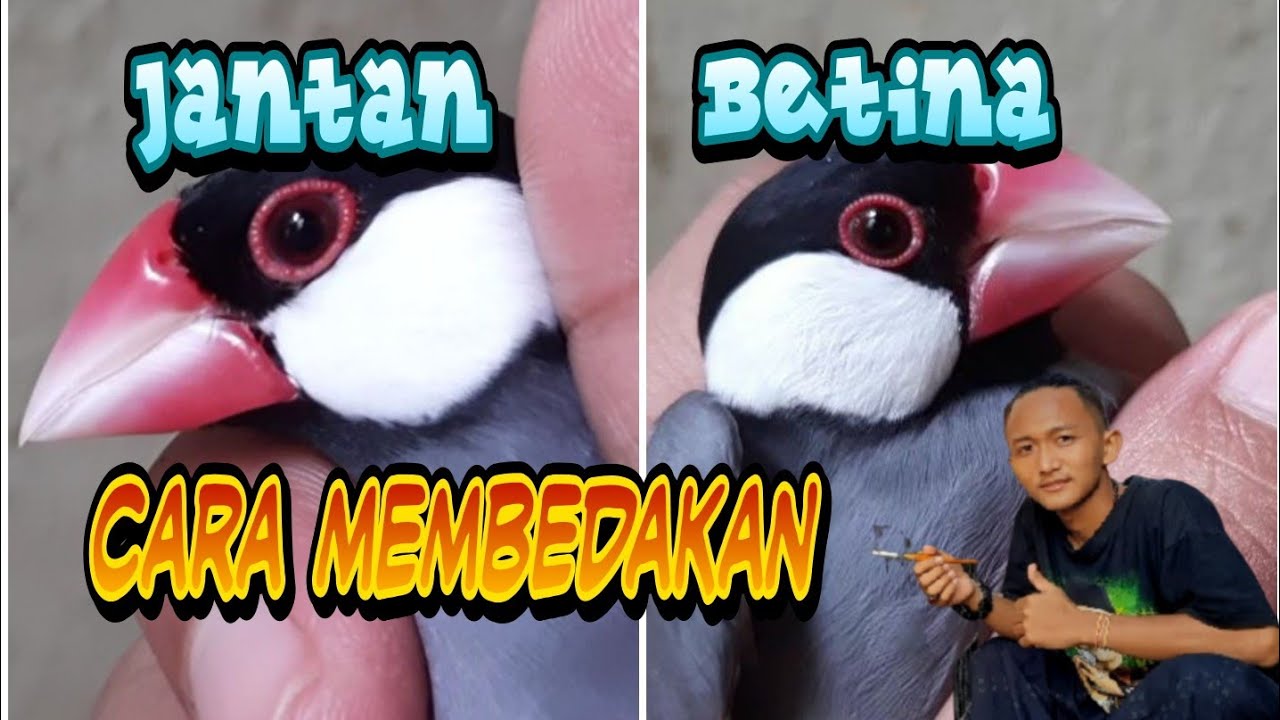 Cara Membedakan Jantan dan Betina burung gelatik Belong (gelatik jawa