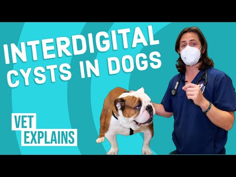 Interdigital Cysts in Dogs