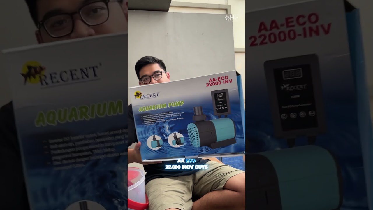 Kasih makan ikan predator sekaligus bahas pompa kolam dengan mode feeding‼️ 