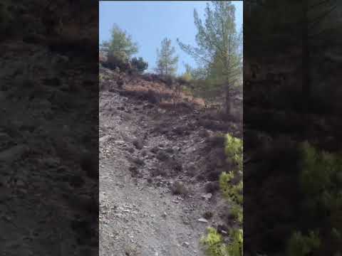 Rare Encounter: Cypriot