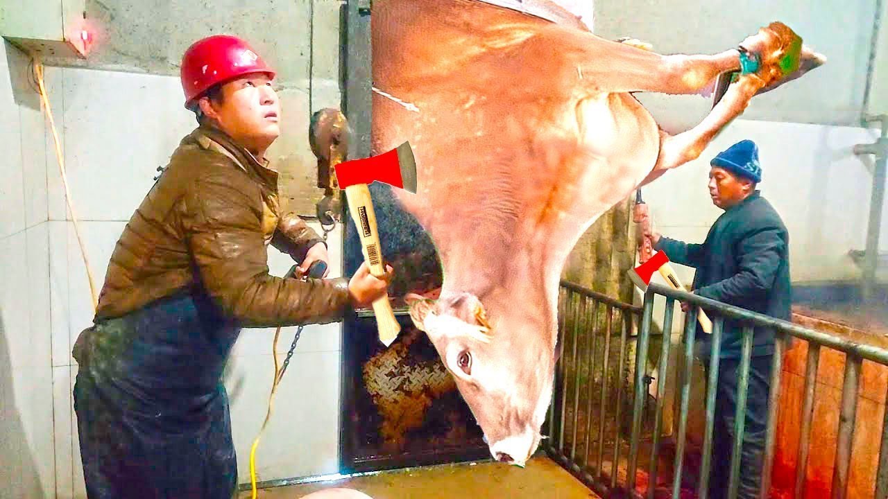 VIDEO Cow HOOF TRIMMING, Feeding, Milking, Cleaning, HOOF CARE, Pretty Girl - SMART FARM 