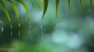 Relaxing Sleep Music with Rain Sounds / Meditation Music, Stress Relief, Relaxing Music