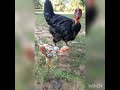 Granja La Frankeza, Pollos y gallinas Criollas gigantes