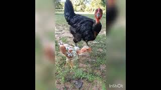 Granja La Frankeza, Pollos y gallinas Criollas gigantes