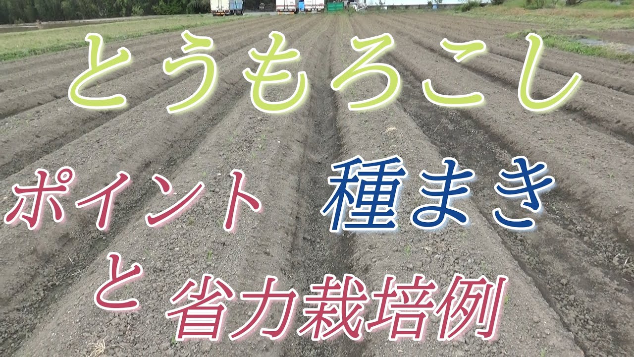 爆売り！】 槍木産業｜播種機 スライド植えまき君 大粒播種機 スイート