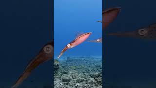 This Creature Changes Color Instantly 🤯