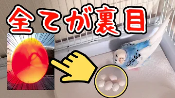 全てが裏目 有精卵が育ってた セキセイインコ 34 