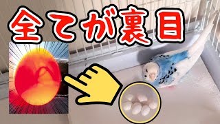 全てが裏目！有精卵が育ってた！【セキセイインコ】【#34】