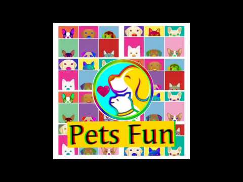 Gatinhos filhotes - Pets Fun