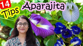 🔴TIPS TO CARE APARAJITA PLANT/ HOW TO GET FLOWERS IN APARAJITA अपराजिता कैसे उगाए #gardening #plants by Voice of plant 42,641 views 1 month ago 12 minutes, 7 seconds
