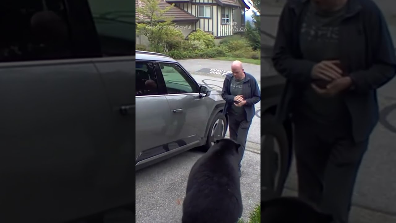 B C Man Has Very Close Encounter With Black Bear