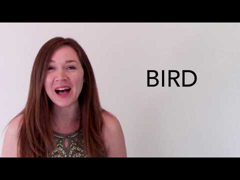 Video: Bird Er Et Verb - Matador Network