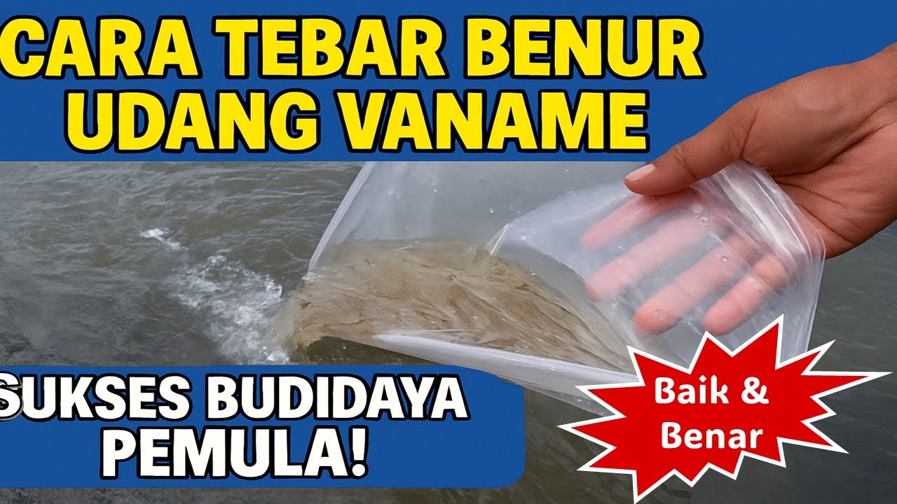 How To Remove Tiger Shrimp Seeds Ritual Dan Cara Menebar Benur