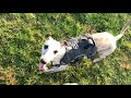 Living with a Whippet: Part 3 Recall Training の動画、YouTube動画。