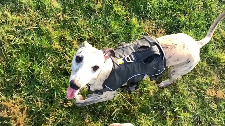 Living with a Whippet: Part 3 Recall Training
