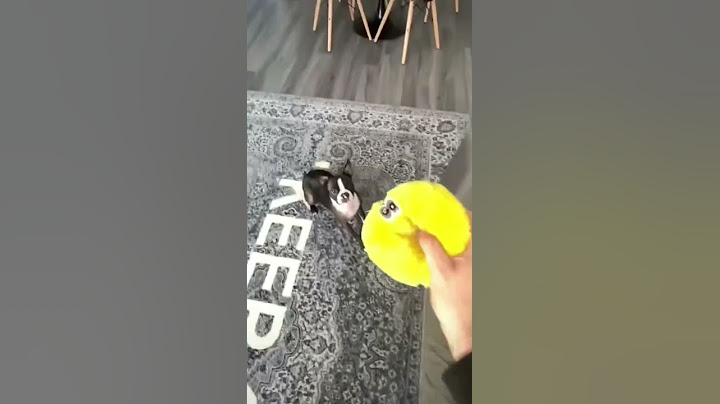Did You Just Throw My Fluffy Toy?! by RxCKSTxR
